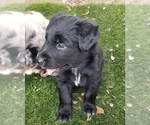 Small Photo #3 Australian Shepherd Puppy For Sale in SAN ANTONIO, TX, USA