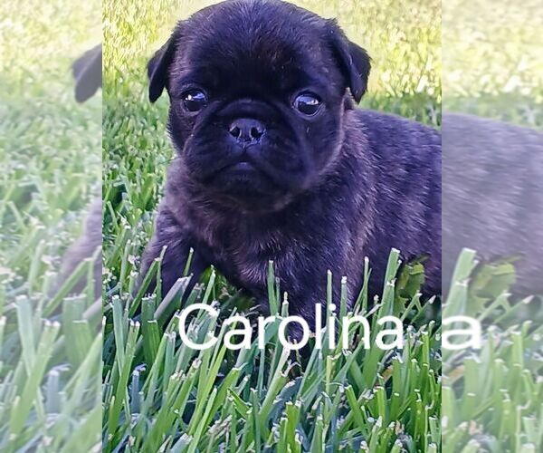 Medium Photo #6 Pug Puppy For Sale in AFTON, WY, USA