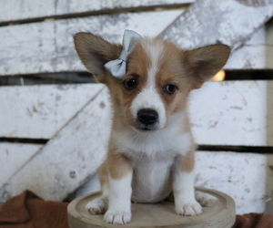 Pembroke Welsh Corgi-Pomeranian Mix Puppy for sale in HONEY BROOK, PA, USA