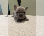 Puppy 5 French Bulldog