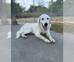 Small Photo #2 Great Pyrenees Puppy For Sale in Conroe, TX, USA