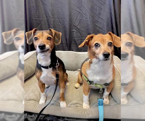 Medium Photo #1 Beagle-Unknown Mix Puppy For Sale in Boston, MA, USA