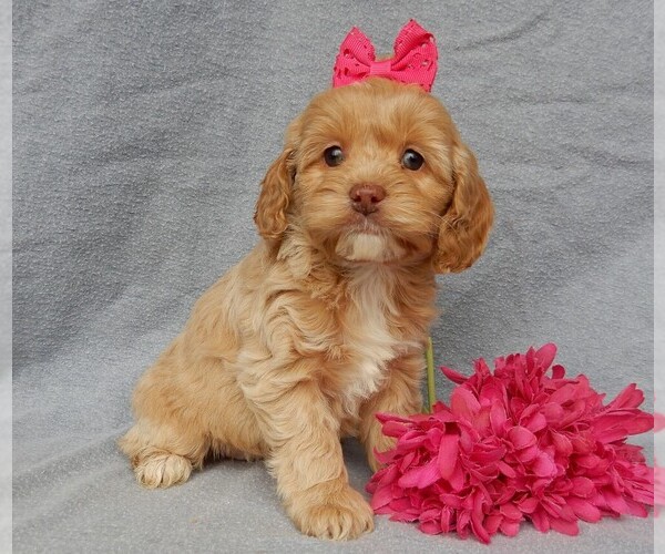 Medium Photo #9 Cockapoo Puppy For Sale in MILLERSBURG, OH, USA