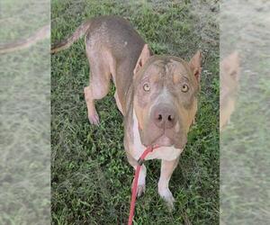American Staffordshire Terrier Dogs for adoption in Fort Lauderdale, FL, USA