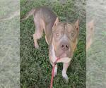 Small American Staffordshire Terrier