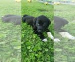 Small Photo #2 Labrenees Puppy For Sale in CEDAR RAPIDS, IA, USA