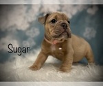 Small Photo #12 Bulldog Puppy For Sale in SPRING, TX, USA