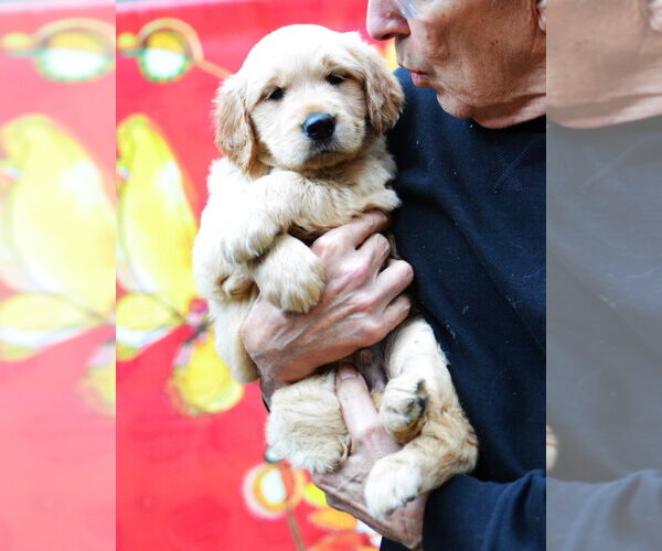 Medium Photo #4 Golden Retriever Puppy For Sale in Enfield, CT, USA