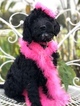Small Photo #2 Goldendoodle-Poodle (Standard) Mix Puppy For Sale in KISSIMMEE, FL, USA