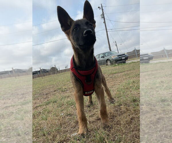 Medium Photo #1 Mutt Puppy For Sale in Imlay City, MI, USA