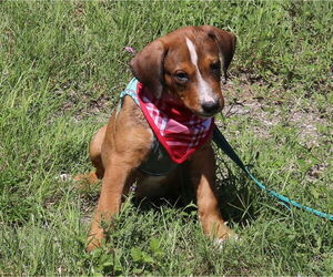 Labbe Dogs for adoption in Bandera, TX, USA