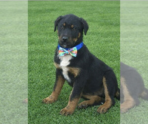 Medium Photo #1 Rottweiler-Unknown Mix Puppy For Sale in Wenonah, NJ, USA