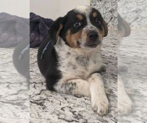 Australian Cattle Dog-Miniature Australian Shepherd Mix Puppy for sale in LUFKIN, TX, USA