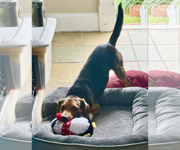 Medium Photo #11 Beagle Puppy For Sale in Dunnellon, FL, USA