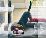 Small #10 Beagle