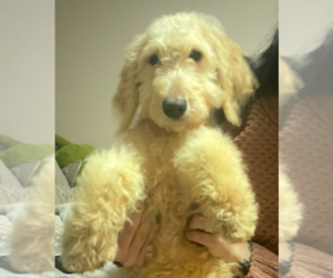 Goldendoodle Dog for Adoption in LAKELAND, Florida USA