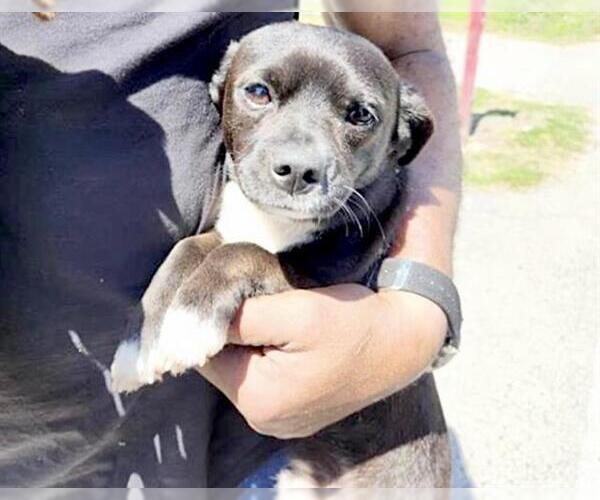 Medium Photo #1 Chihuahua-Unknown Mix Puppy For Sale in Houston, TX, USA