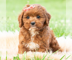 Puppy Aurora Cavapoo (Miniature)