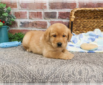 Small #3 Labrador Retriever