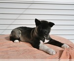 Small Photo #3 Akita Puppy For Sale in MILLERSBURG, OH, USA