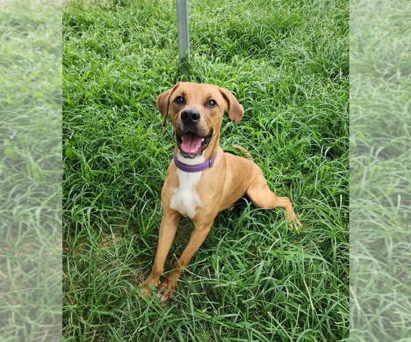 Medium Photo #5 Mutt Puppy For Sale in Evansville, IN, USA