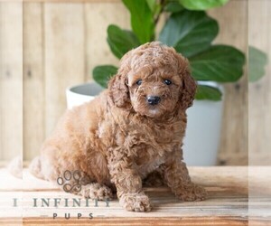 Goldendoodle (Miniature) Puppy for sale in NARVON, PA, USA