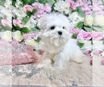 Small #70 Maltese