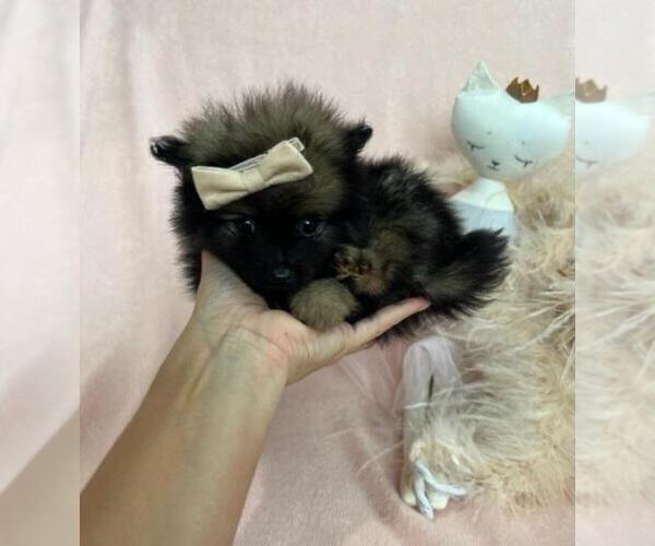 Medium Photo #6 Pomeranian Puppy For Sale in ADDISON, TX, USA