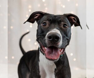 Prince - Male Labrador Retriever-Unknown Mix Dog for Adoption - Photo #5