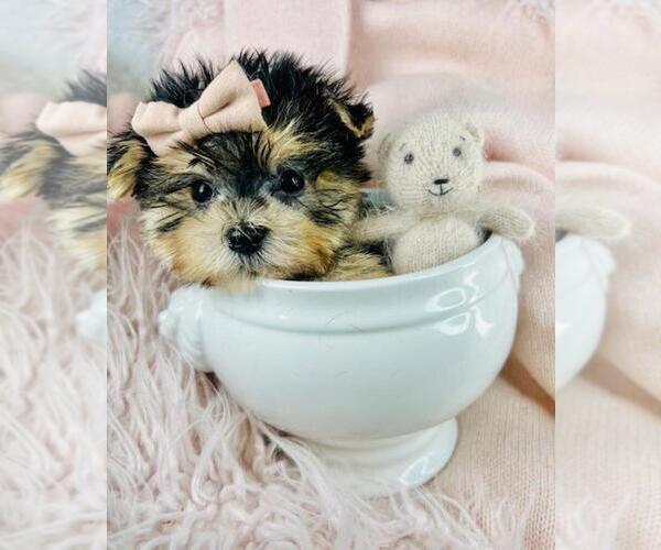 Medium Photo #5 Morkie Puppy For Sale in MIAMI, FL, USA