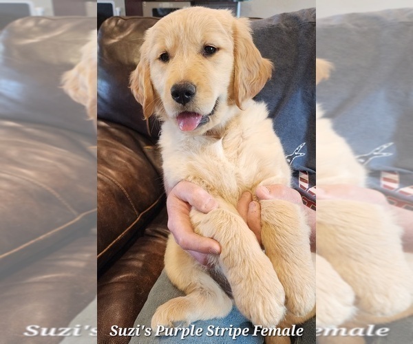 Medium Photo #2 Golden Retriever Puppy For Sale in KINGMAN, AZ, USA