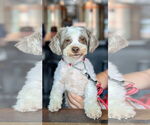 Small #2 Shih Tzu Mix