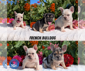 French Bulldog Puppy for Sale in GOSHEN, Indiana USA