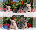 Image preview for Ad Listing. Nickname: Litter of 5