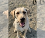 Small Photo #9 Labrador Retriever Puppy For Sale in CARMICHAEL, CA, USA