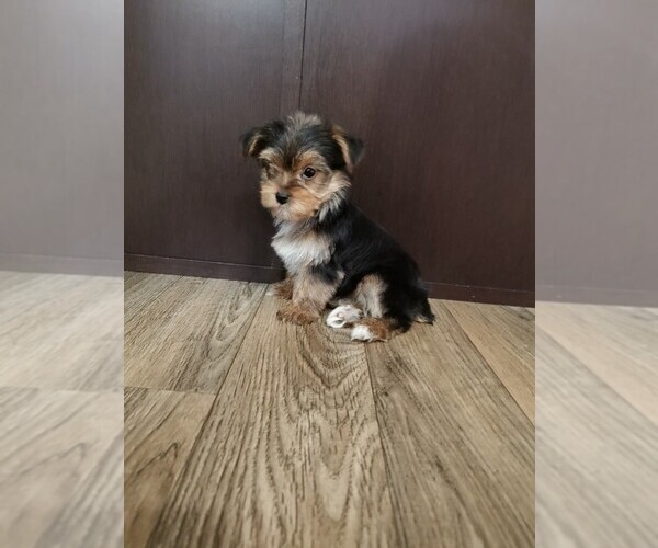 Medium Photo #2 Yorkshire Terrier Puppy For Sale in LAPEER, MI, USA