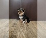 Small #1 Yorkshire Terrier