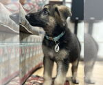 Small #2 German Shepherd Dog