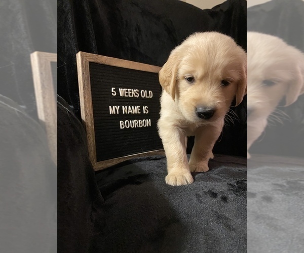 Medium Photo #4 Golden Retriever Puppy For Sale in WINTER PARK, FL, USA
