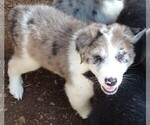 Small Photo #15 Australian Shepherd-Great Pyrenees Mix Puppy For Sale in RIDGELAND, SC, USA