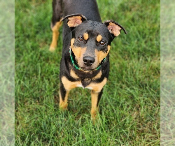 Medium Photo #1 Mountain Feist Puppy For Sale in HOAGLAND, IN, USA