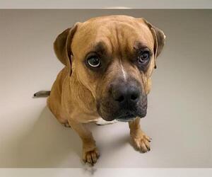 Boxer-Unknown Mix Dogs for adoption in Tulsa, OK, USA