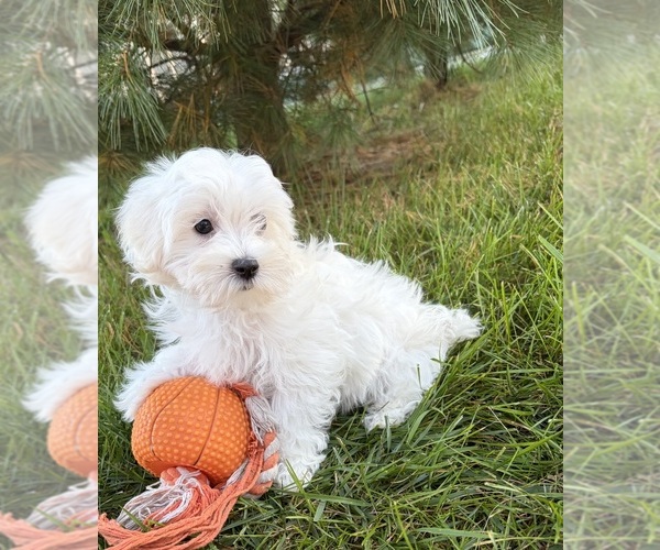 Medium Photo #3 Maltese Puppy For Sale in MIDDLEBURY, IN, USA