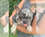 Puppy Heathcliff French Bulldog