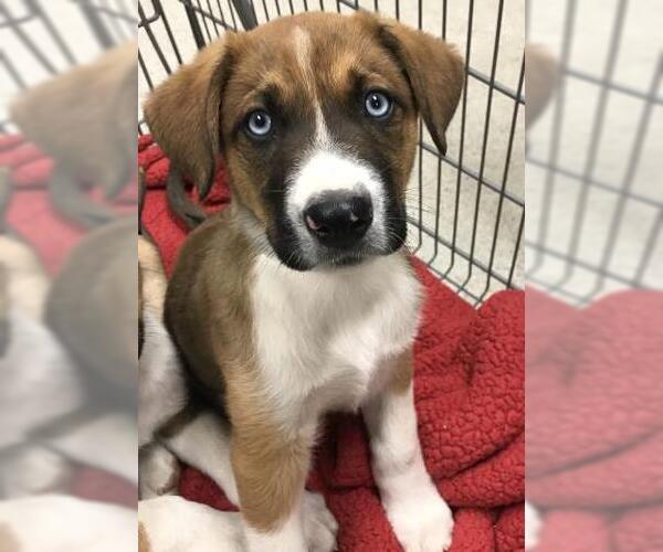 Medium Photo #1 Shollie Puppy For Sale in Conroe, TX, USA