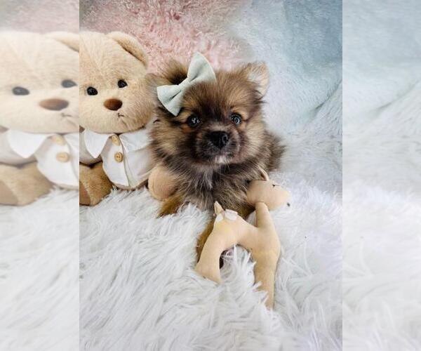 Medium Photo #3 Pomeranian Puppy For Sale in LANCASTER, PA, USA