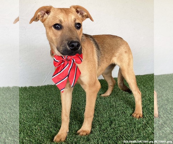 Medium Photo #2 Black Mouth Cur-Unknown Mix Puppy For Sale in San Diego, CA, USA