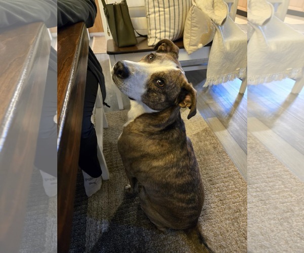 Medium Photo #3 Mutt Puppy For Sale in Doylestown, PA, USA