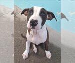Small American Bulldog Mix