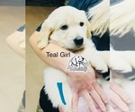 Puppy Tealmint Girl Golden Retriever